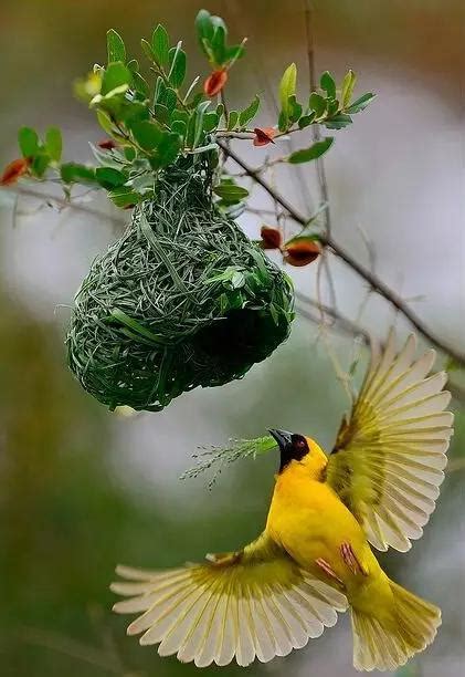 鳥 來 家裡 築 巢 天開圖畫屋苑別墅